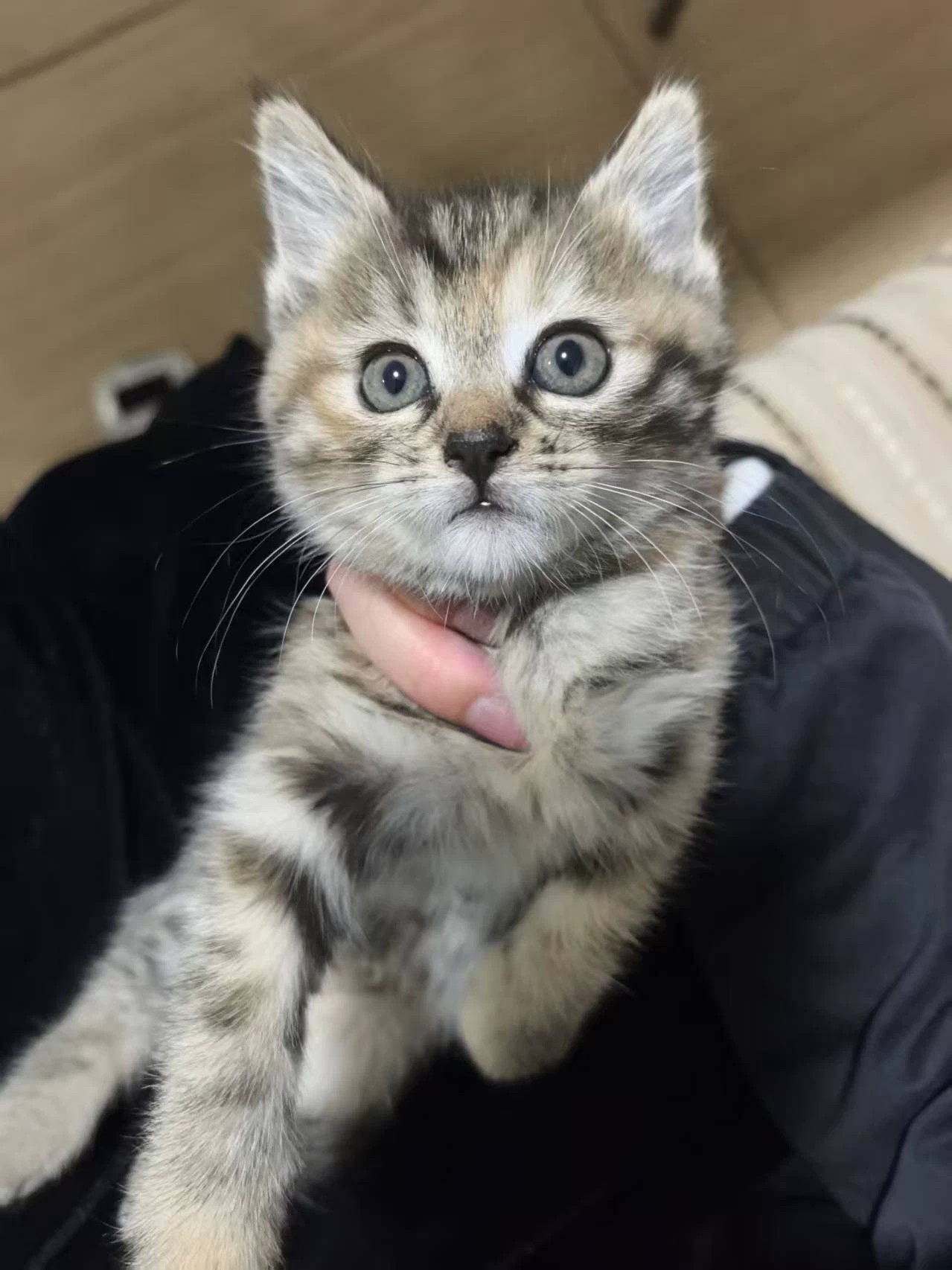 三花虎斑猫 圆脸 花纹清晰,好看 性格活泼可爱